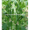 ACU072 Lvyin suave corto f1 híbrido semillas de pepino empresas